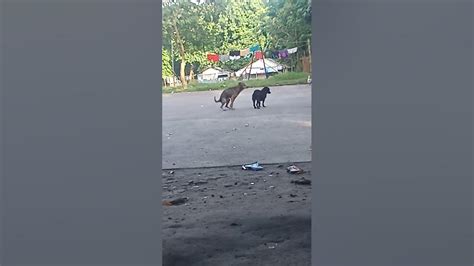 Wala nang Hubad hubad, Gusto iyot na Agad .